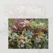 Succulents Postcard Postkarte (Vorne/Hinten)