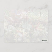 Succulents Postcard Postkarte (Rückseite)