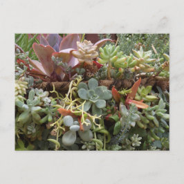 Succulents Postcard Postkarte