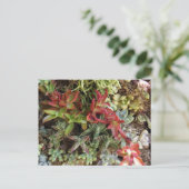 Succulents Postcard Postkarte (Stehend Vorderseite)