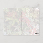 Succulents Postcard Postkarte (Rückseite)