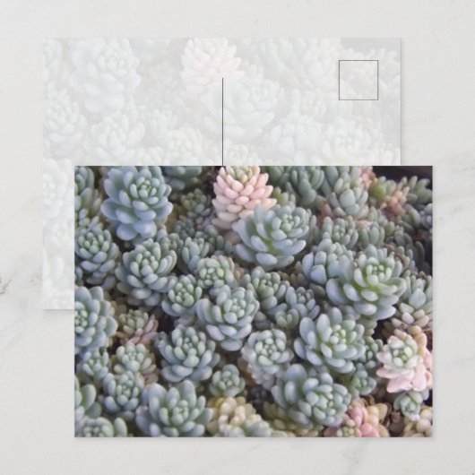 Succulents Postcard Postkarte (Vorne/Hinten)
