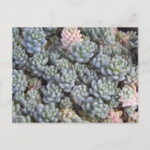 Succulents Postcard Postkarte (Vorderseite)