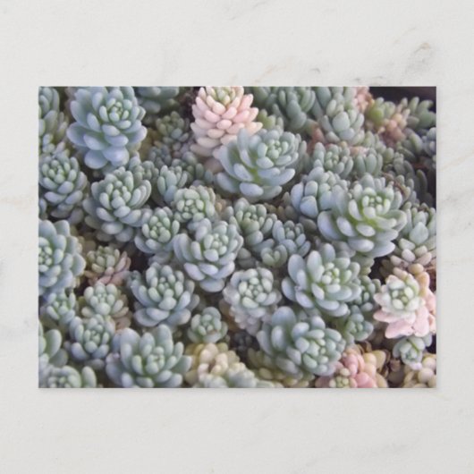 Succulents Postcard Postkarte (Vorderseite)