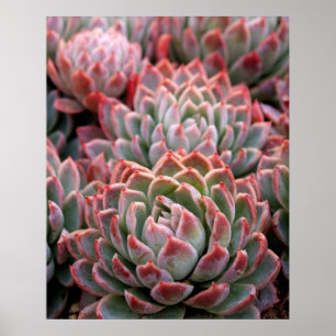Succulents    poster