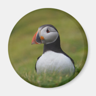 Suche nach Burrow Puffin Magnet