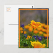 Suche nach dem Stern Postkarte (Vorne/Hinten)