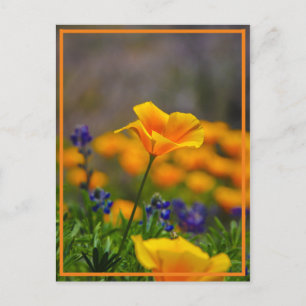 Suche nach dem Stern Postkarte