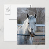 Suche nach einem Apple Postkarte (Vorne/Hinten)