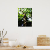Suche nach einem großen Baum im Wald - Poster (Küche)