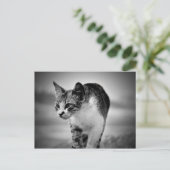 Suche nach Katzenpostkarte Postkarte (Stehend Vorderseite)