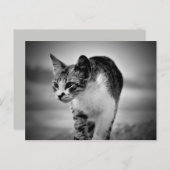 Suche nach Katzenpostkarte Postkarte (Vorne/Hinten)