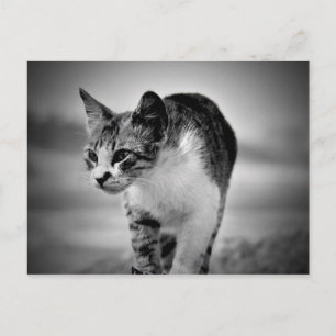 Suche nach Katzenpostkarte Postkarte