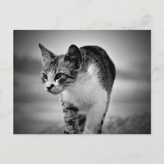 Suche nach Katzenpostkarte Postkarte (Vorderseite)