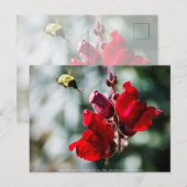 Suche nach süßem Nectar Postkarte (Vorne/Hinten)