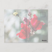 Suche nach süßem Nectar Postkarte (Rückseite)