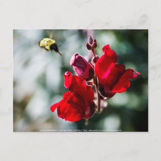 Suche nach süßem Nectar Postkarte (Vorderseite)