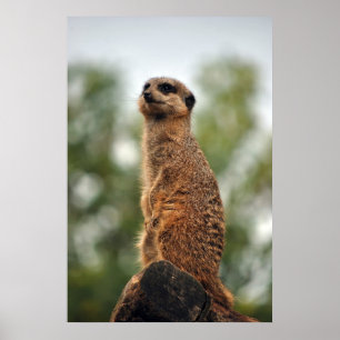 Suchen der Liebe Poster