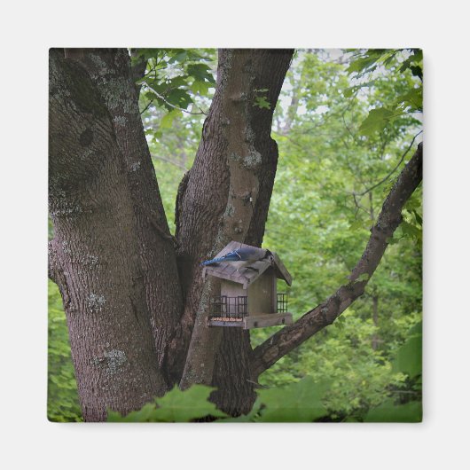 Suchen nach einem Biss, um zu essen Magnet (Vorne)