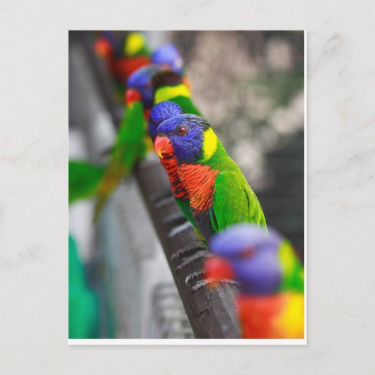 Suchen Sie nach mir? Postkarte (Vorderseite)