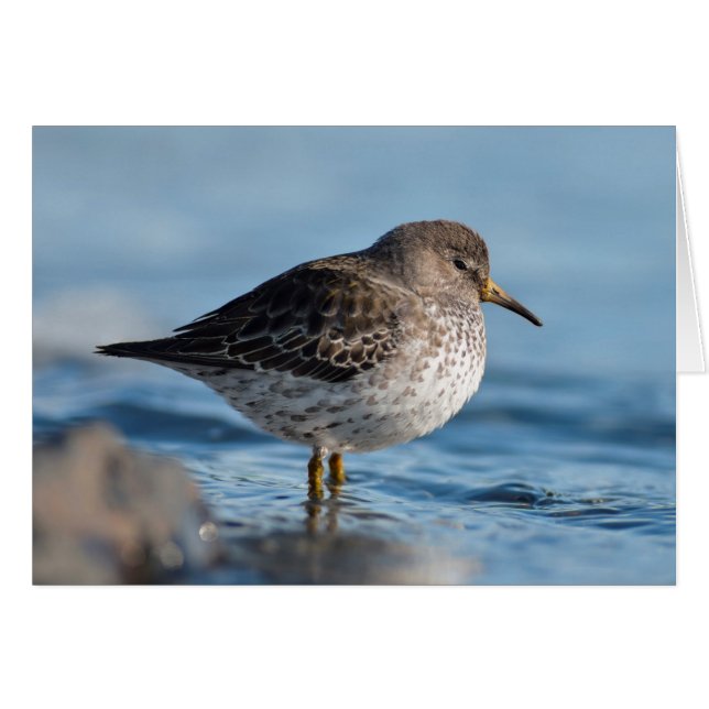 Suchrock Sandpiper (Vorderseite (Horizontal))