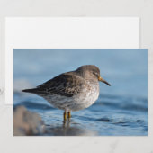 Suchrock Sandpiper Briefpapier (Vorne/Hinten)