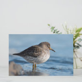 Suchrock Sandpiper Briefpapier (Stehend Vorderseite)