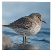 Suchrock Sandpiper Fliese (Vorderseite)