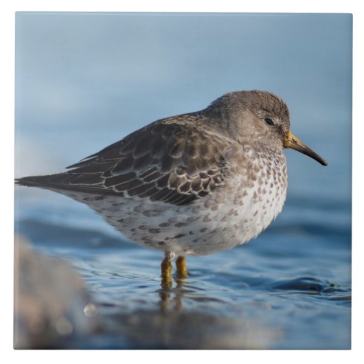 Suchrock Sandpiper Fliese (Vorderseite)
