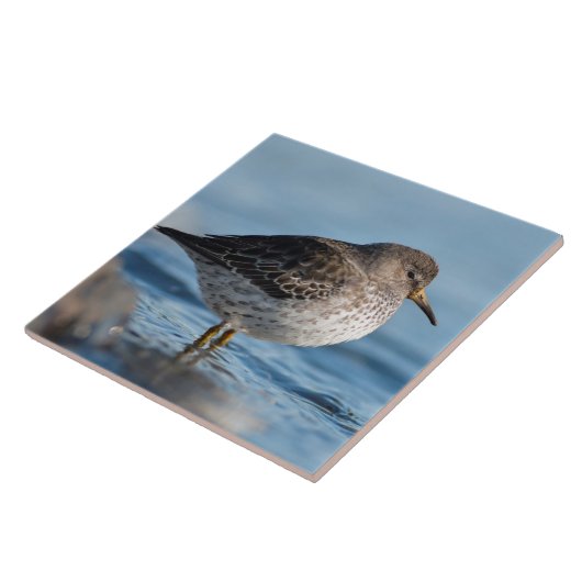 Suchrock Sandpiper Fliese (Seite)