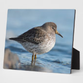Suchrock Sandpiper Fotoplatte (Seite)