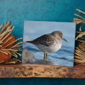 Suchrock Sandpiper Fotoplatte (Seite)