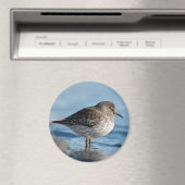 Suchrock Sandpiper Magnet (In Situ (Geschirrspüler))