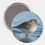 Suchrock Sandpiper Magnet (Vorderseite/Rückseite)