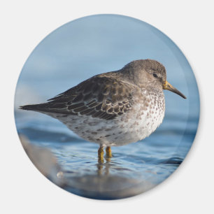 Suchrock Sandpiper Magnet