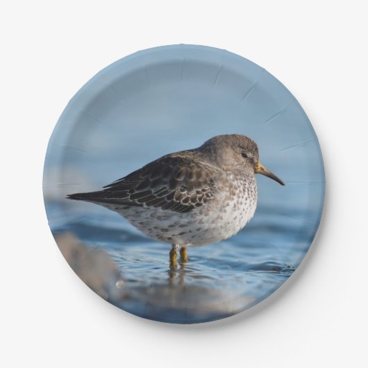 Suchrock Sandpiper Pappteller (Vorderseite)