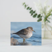 Suchrock Sandpiper Postkarte (Stehend Vorderseite)