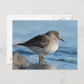 Suchrock Sandpiper Postkarte (Vorne/Hinten)