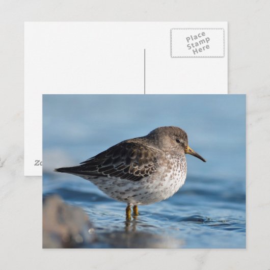 Suchrock Sandpiper Postkarte (Vorne/Hinten)