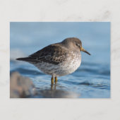 Suchrock Sandpiper Postkarte (Vorderseite)