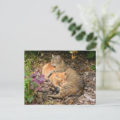 Suckling Ginger Big Baby Cat Postkarte (Stehend Vorderseite)