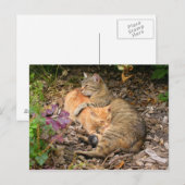 Suckling Ginger Big Baby Cat Postkarte (Vorne/Hinten)