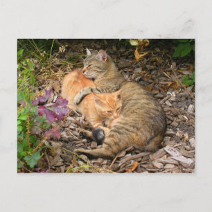 Suckling Ginger Big Baby Cat Postkarte