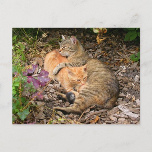 Suckling Ginger Big Baby Cat Postkarte (Vorderseite)