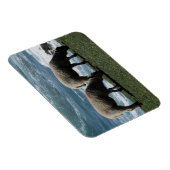 Süd Devon zwei Lämmer Grazing an der wilden Küste Magnet (Rechte Seite)