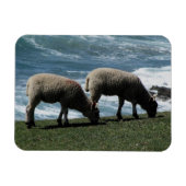 Süd Devon zwei Lämmer Grazing an der wilden Küste Magnet (Horizontal)