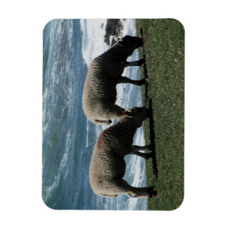 Süd Devon zwei Lämmer Grazing an der wilden Küste Magnet