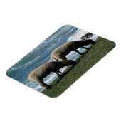 Süd Devon zwei Lämmer Grazing an der wilden Küste Magnet (Linke Seite)