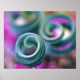 Süd-Namaqualand, Blätter der Keuchellien. Kredit Poster