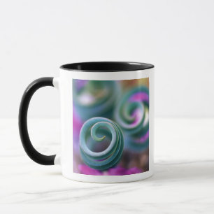 Süd-Namaqualand, gekräuselte Lilienblätter. Credit Tasse